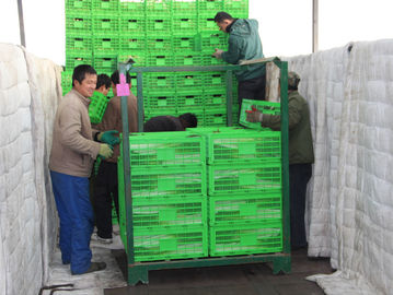 Agricultural Plastic Collapsible Storage Crate Customized 600*400 Mm